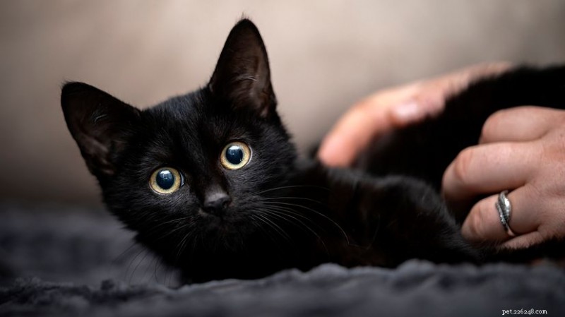 Black Cats: Genetic Resilience to FIV and Why They Deserve Adoption