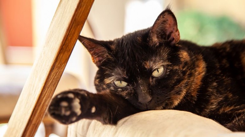 Tortoiseshell Cats (Torties): The Bold, Beautiful, and Misunderstood Feline