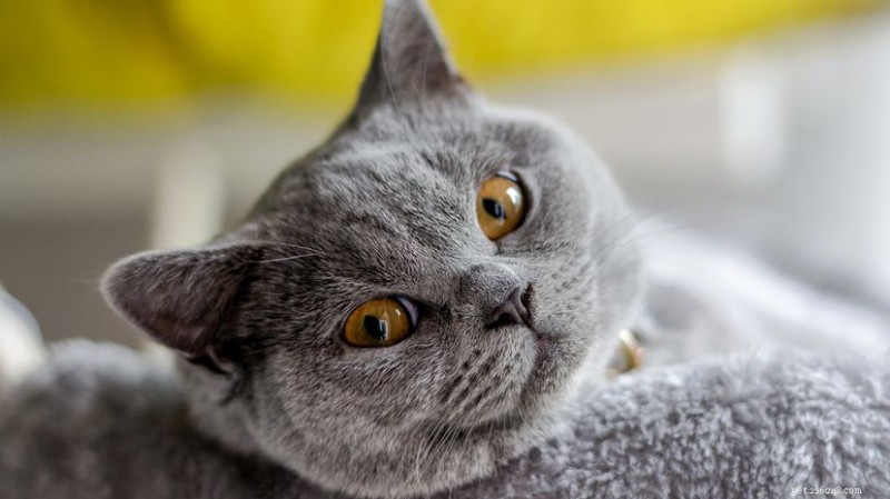 15 Most Popular Cat Breeds Every Pet Owner Should Know