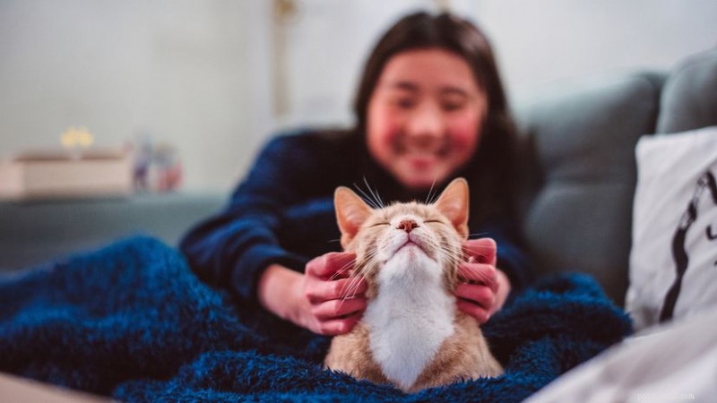 When and How Cats Became Our Companions: A Timeline of Domestication