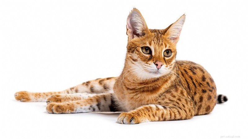 The 15 Most Expensive Cat Breeds — Prices, Traits, and Care Tips