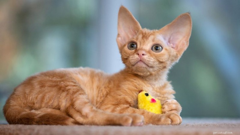 12 Orange Cat Breeds: Find the Perfect Ginger Companion