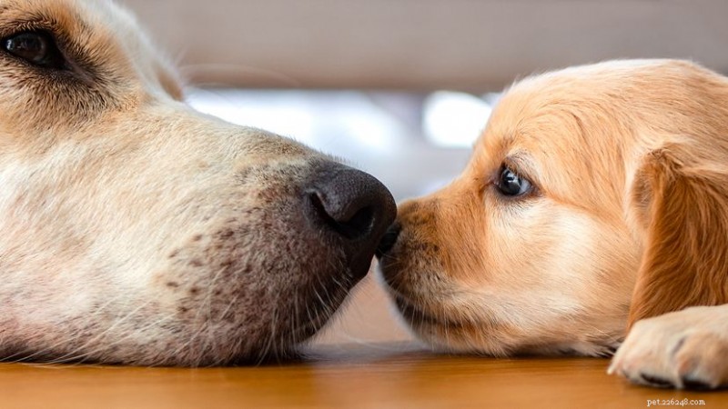 What Is a Group of Golden Retrievers Called? Pack or Halo?
