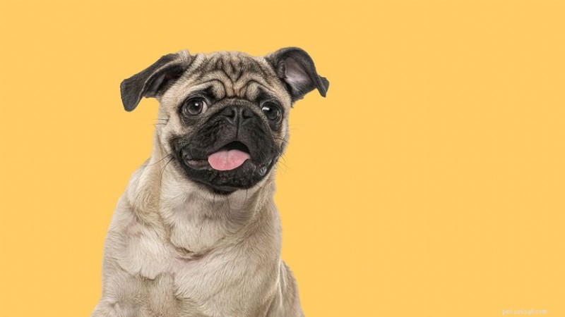 The Collective Name for Pugs Explained: Why They’re Called a Grumble