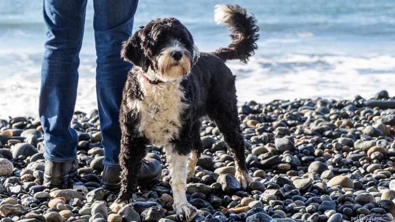 Portuguese Water Dogs: Champions of the Sea and Family Life