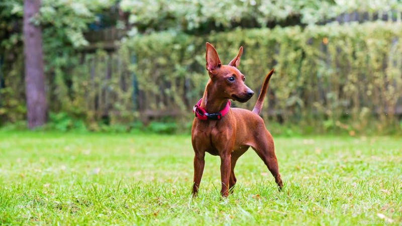 Top 10 Dog Breeds That Combine Cuteness, Loyalty, and Family‑Friendly Charm
