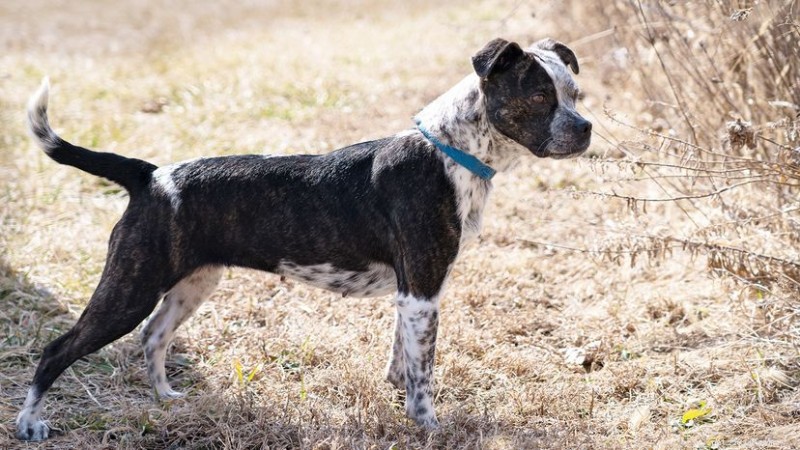 Pit Heeler: The Powerful Pit Bull & Australian Cattle Dog Hybrid – Traits, Training & Care Guide
