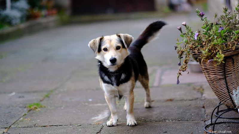 Labrador Husky: The Distinctive Canadian Sled Dog Breed
