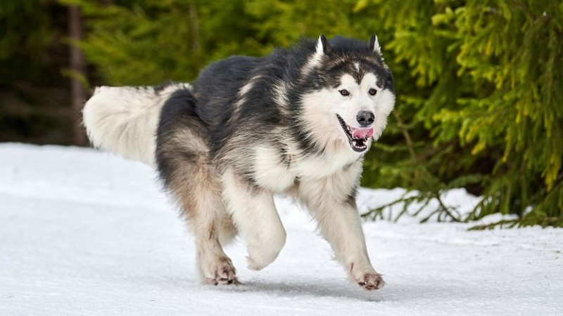 12 Most Powerful Dog Breeds: Proven Protectors & Family Companions