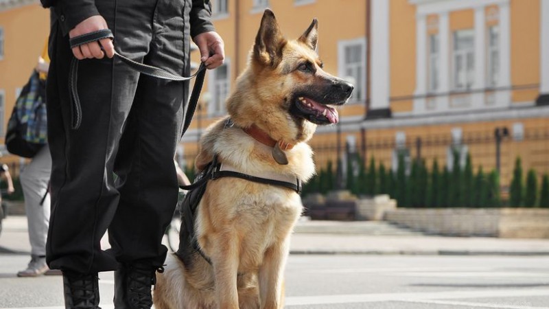 8 Canine Champions: Breeds That Excel in Police and Military Service
