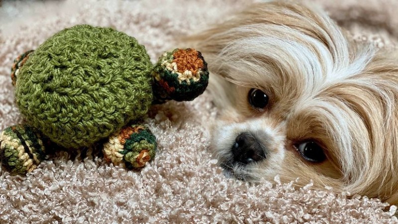 The Shiranian: A Small Dog with a Big Heart