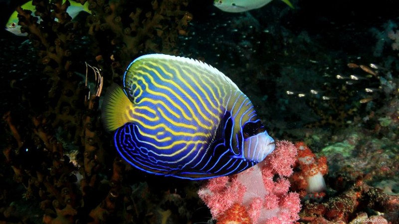 7 Stunning Fish That Will Transform Your Aquarium