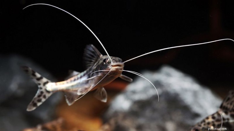 Pictus Catfish: A Sleek, Active Freshwater Species for Community Tanks