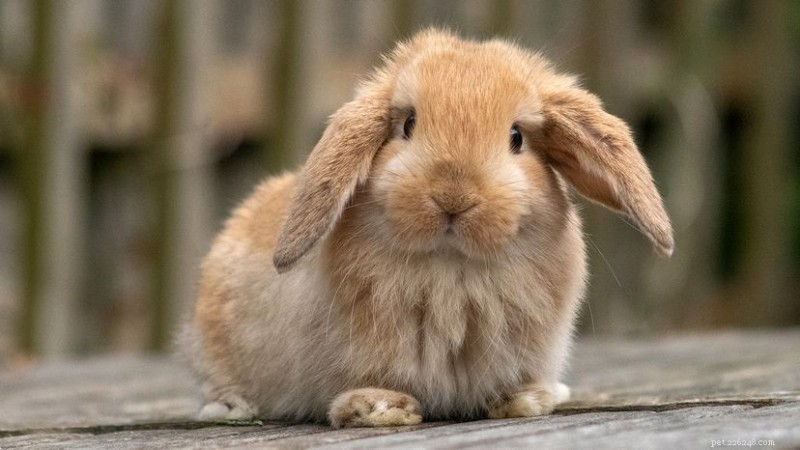 The Cutest Rabbit Breeds: 7 Fluffy Companions for Your Home
