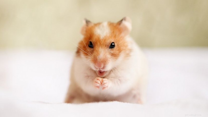 Gerbils vs. Hamsters: A Clear Guide for Prospective Pet Owners