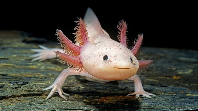 Axolotl Diet 101: What to Feed Your Captive Salamander