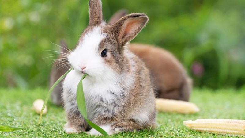 What Do Bunnies Eat? The Complete Guide to a Healthy Rabbit Diet