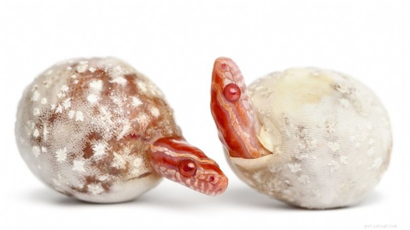Pink Corn Snakes: A Rare Wild Gem Turned Popular Pet Choice