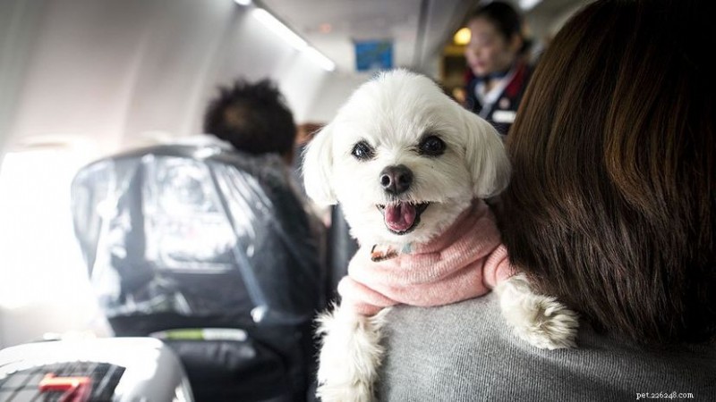 New DOT Ruling Tightens Rules on Emotional Support Animals on Flights