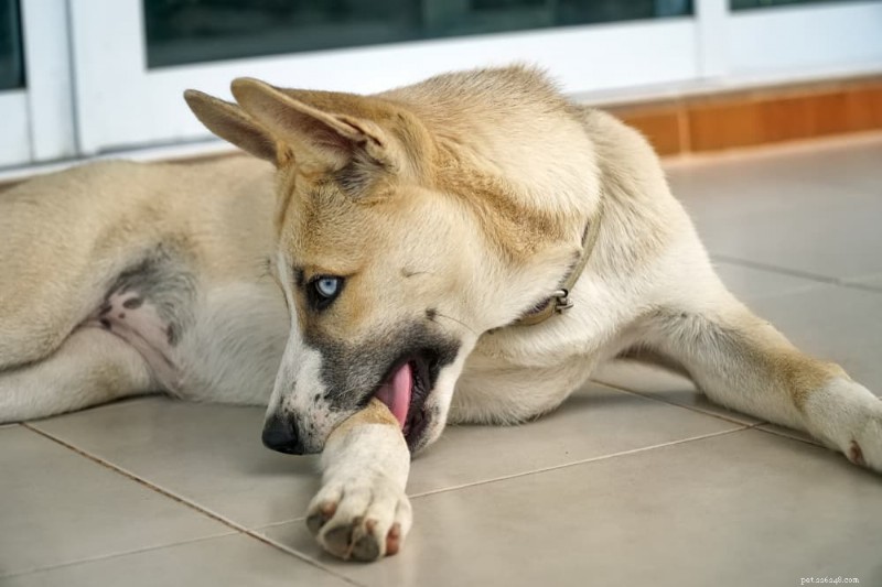 14 Must‑Notice Dog Allergy Symptoms: A Vet’s Guide to Spotting and Treating Itchy Skin