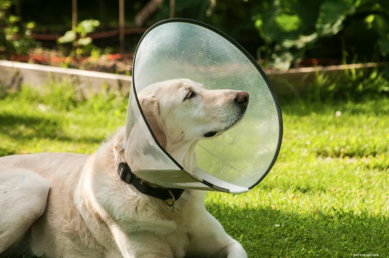 14 Must‑Notice Dog Allergy Symptoms: A Vet’s Guide to Spotting and Treating Itchy Skin