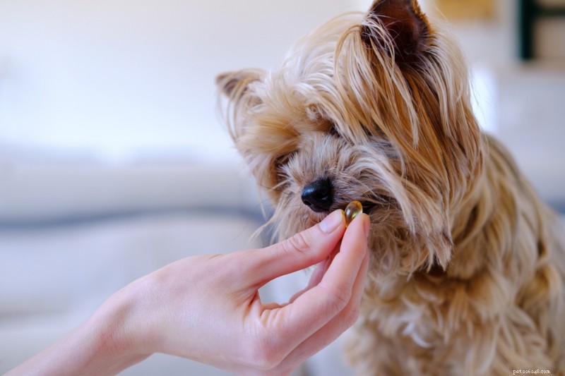 Effective Allergy Relief for Dogs: OTC and Prescription Options Explained