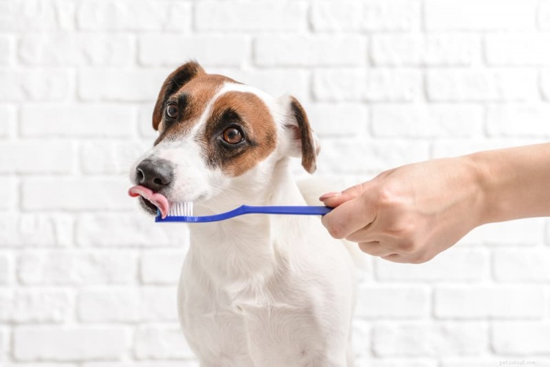 How to Brush Your Dog’s Teeth: A Step‑by‑Step Guide for Better Oral Health
