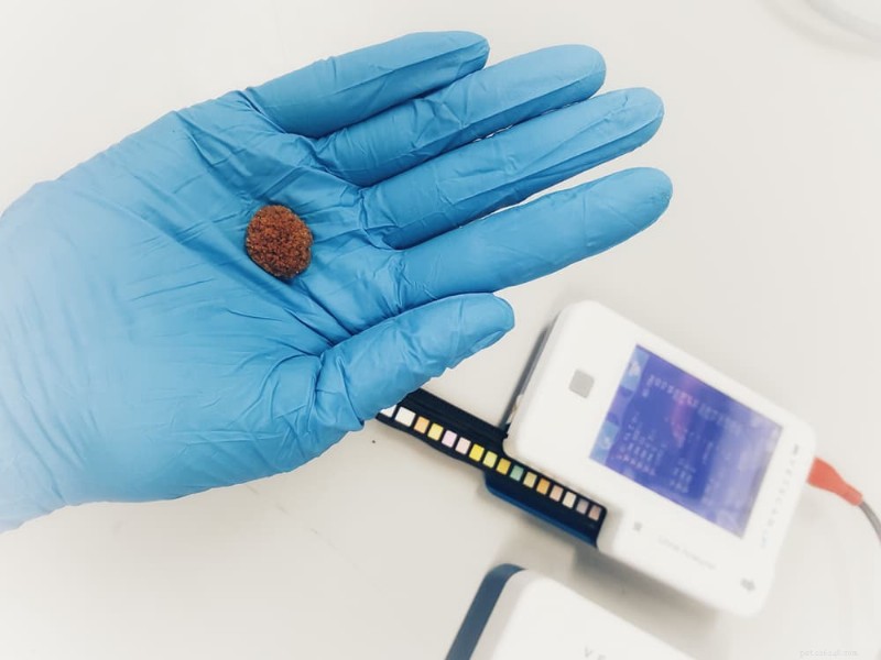 Kidney Stones in Dogs: Causes, Symptoms & Evidence‑Based Treatments