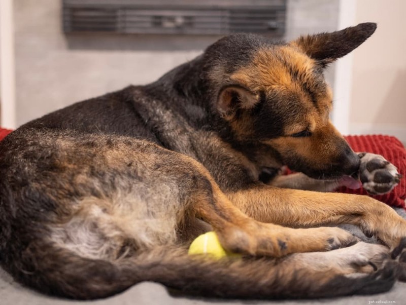 Common Allergens That Trigger Dog Allergies – Signs, Diagnosis & Relief