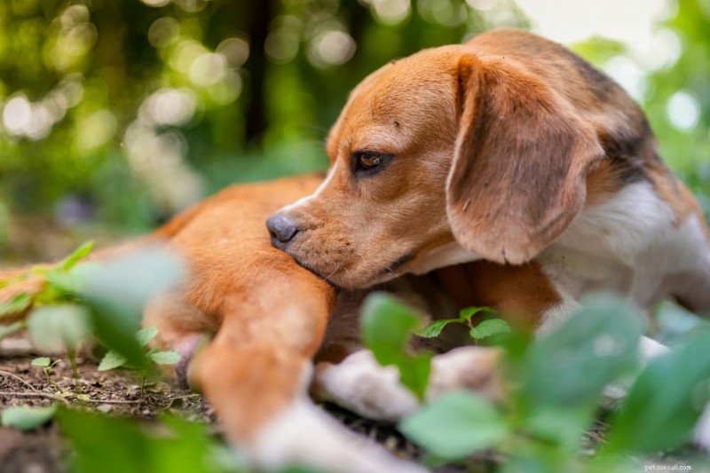 Common Allergens That Trigger Dog Allergies – Signs, Diagnosis & Relief
