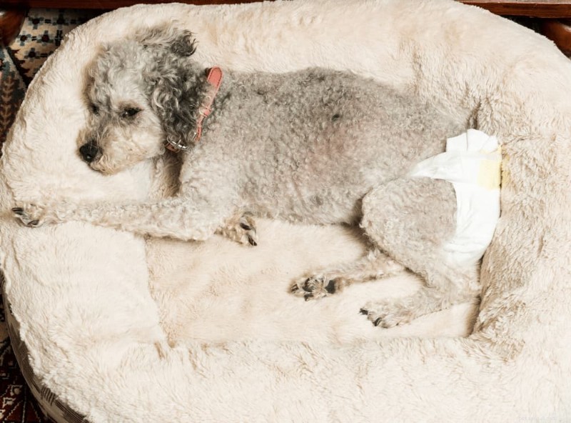 Dog Urinary Incontinence: Symptoms, Causes, and Effective Treatments