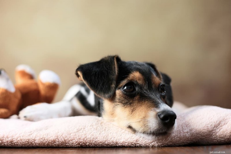 Comprehensive Guide to Treating Dog Cushing’s Disease: What Owners Need to Know