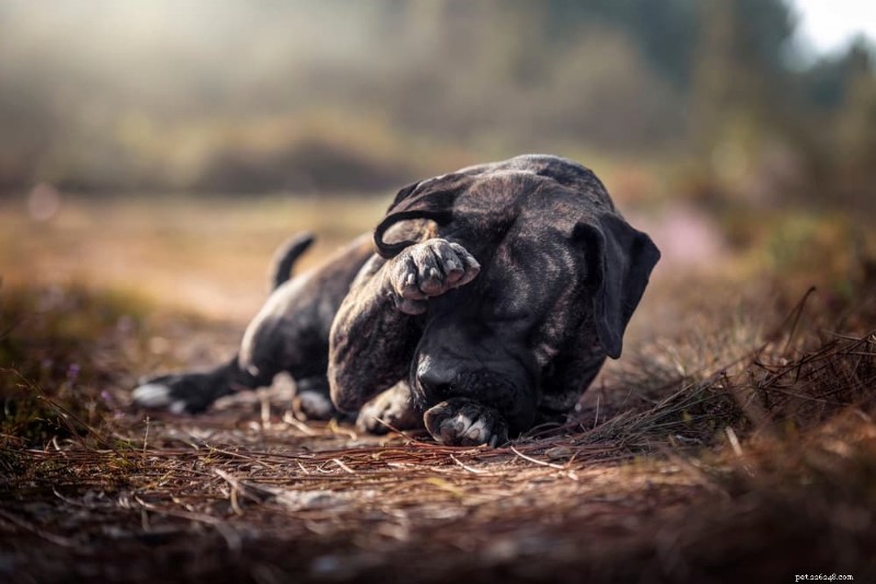 Understanding Dry Eye in Dogs: Causes, Symptoms, and Effective Treatments