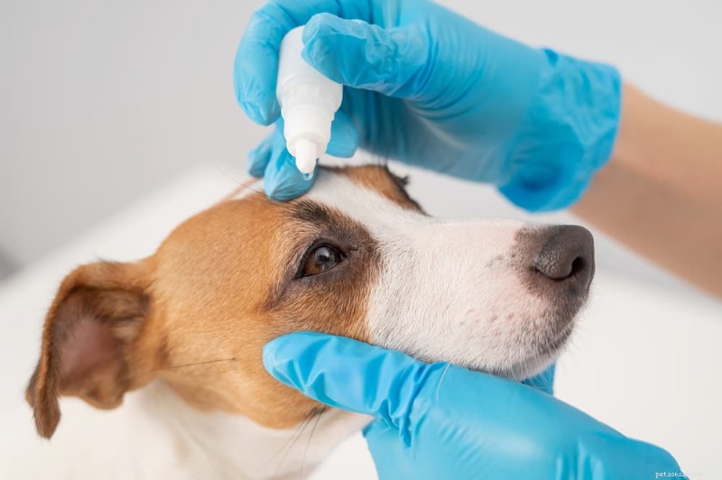 Understanding Dry Eye in Dogs: Causes, Symptoms, and Effective Treatments