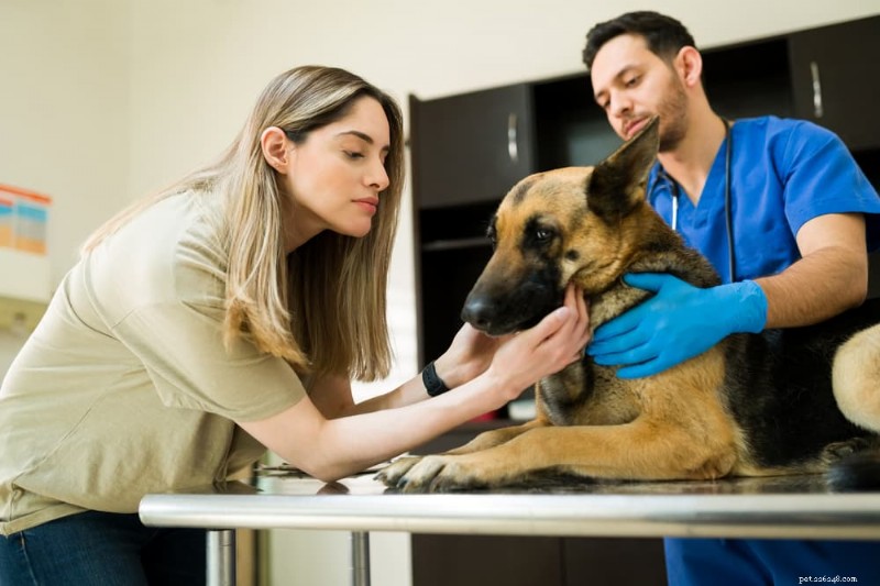 Dog Chemotherapy Explained: What Pet Owners Need to Know