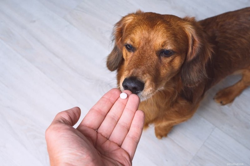 Dog Bladder Cancer: Symptoms, Diagnosis, and Treatment Options