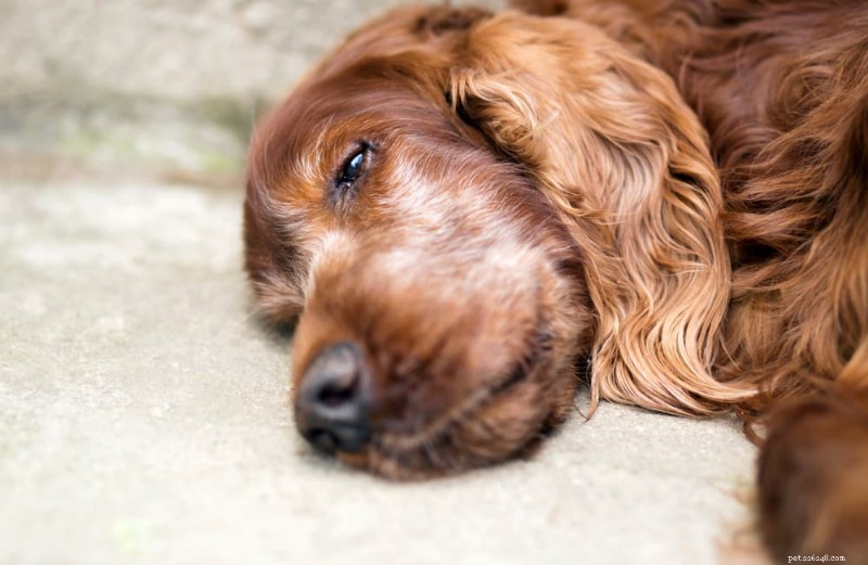 Dog Euthanasia: Compassionate End‑of‑Life Care & Preparation Guide