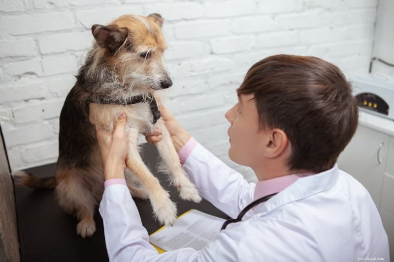 Comprehensive Dog Arthritis Treatment Plan: Steps, Costs, and What to Expect