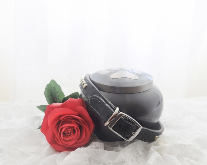 Dog Cremation: Expert Guide to Options, Costs, and Process
