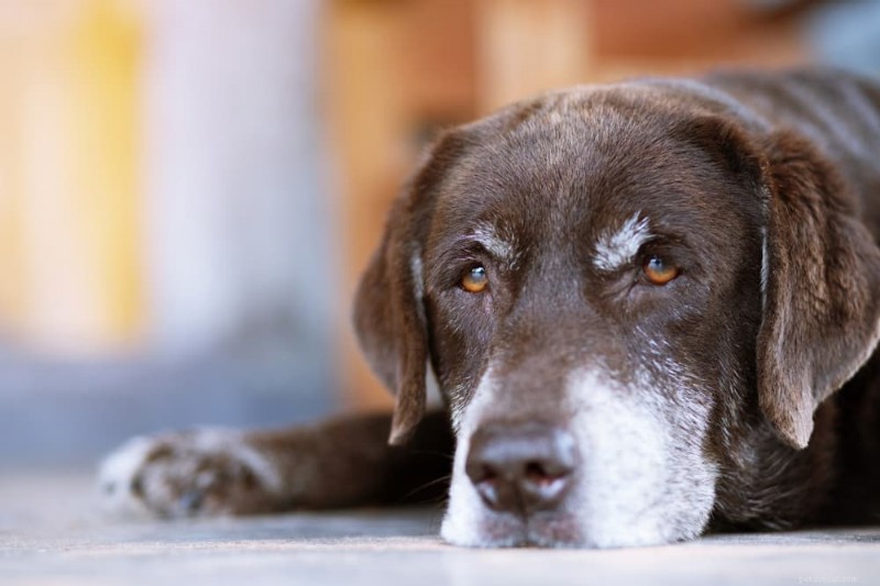 Euthanasia 101: 8 Signs Your Dog Is Ready for a Gentle Goodbye