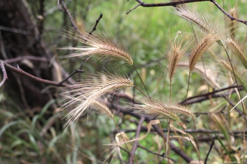 Foxtails Threaten Dogs: How to Spot, Remove, and Prevent These Dangerous Weeds