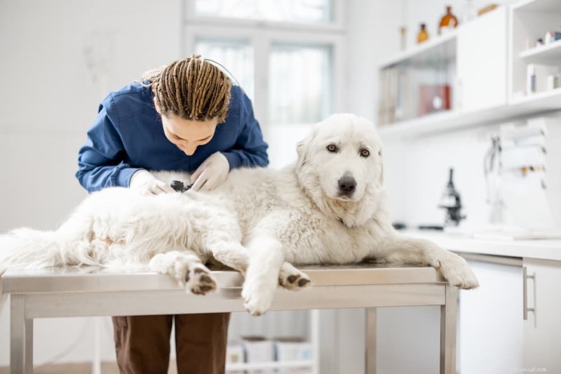 Foxtails Threaten Dogs: How to Spot, Remove, and Prevent These Dangerous Weeds