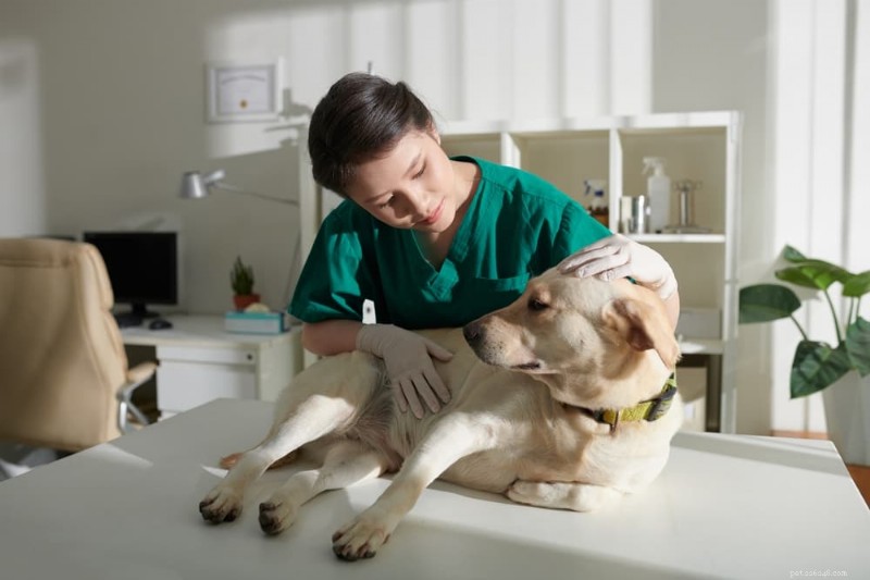 Fly Bites on Dogs: What You Need to Know About Prevention and Care