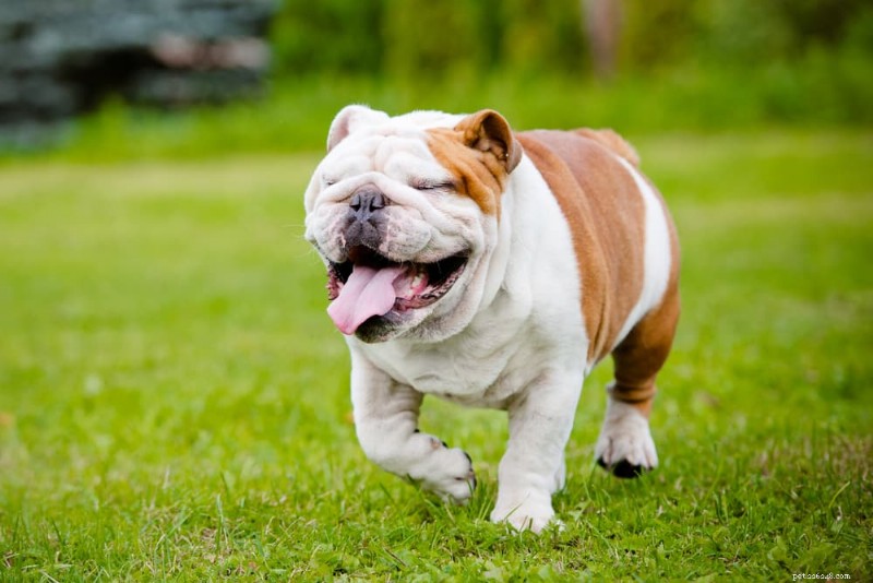 Fly Bites on Dogs: What You Need to Know About Prevention and Care