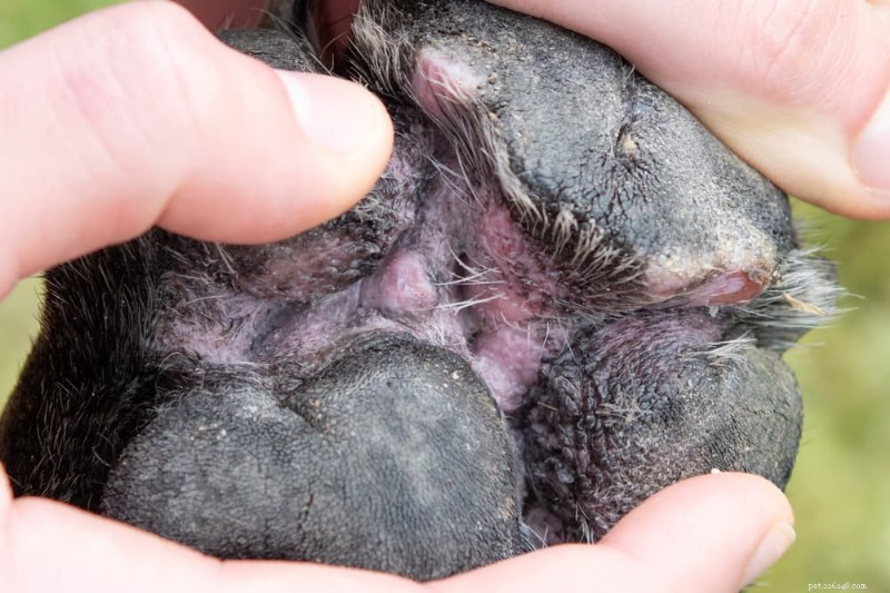 Pododermatitis in Dogs: Recognizing, Diagnosing, and Treating Paw Inflammation