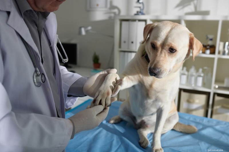Pododermatitis in Dogs: Recognizing, Diagnosing, and Treating Paw Inflammation