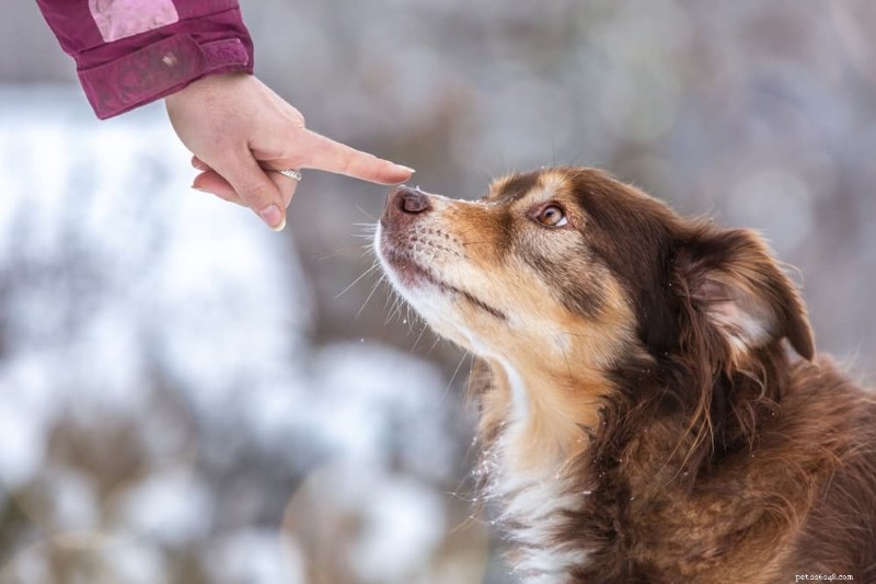 Dog Nosebleeds: Causes, Symptoms, and Expert Care Tips