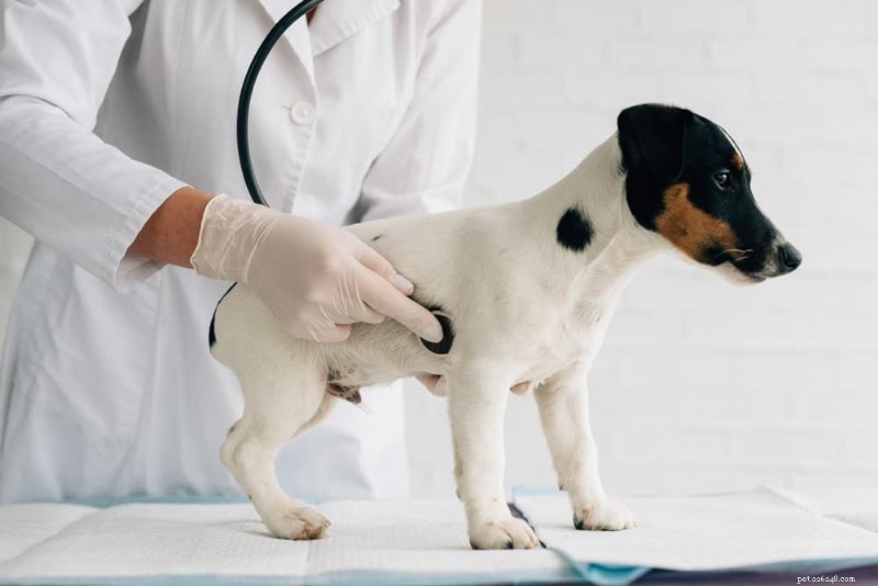 Dog Stomach Noises: What They Mean & When to Seek Veterinary Care