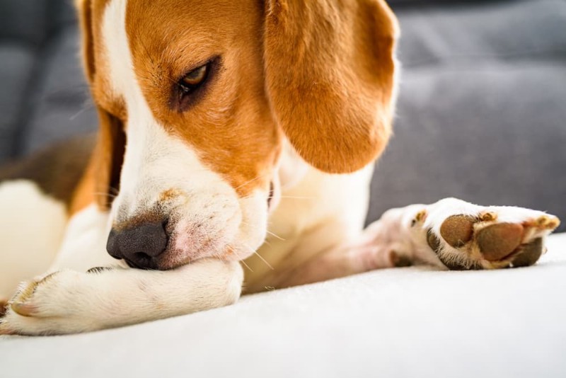 Comprehensive Guide to Dog Allergy Testing: Types, Benefits, and Costs