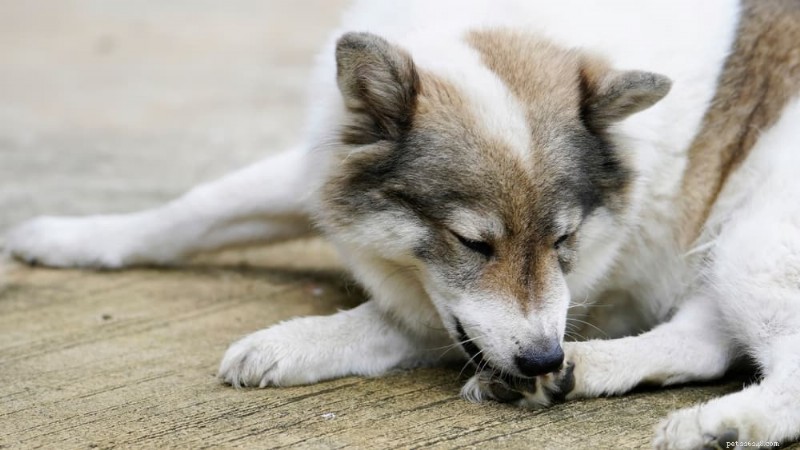 Ant Bites on Dogs: Recognizing Symptoms and Safe Treatment